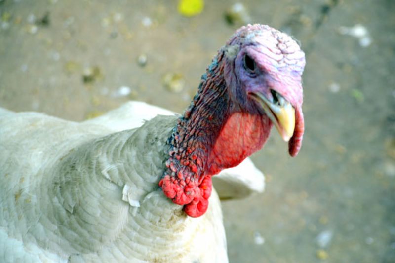 Turkey Production